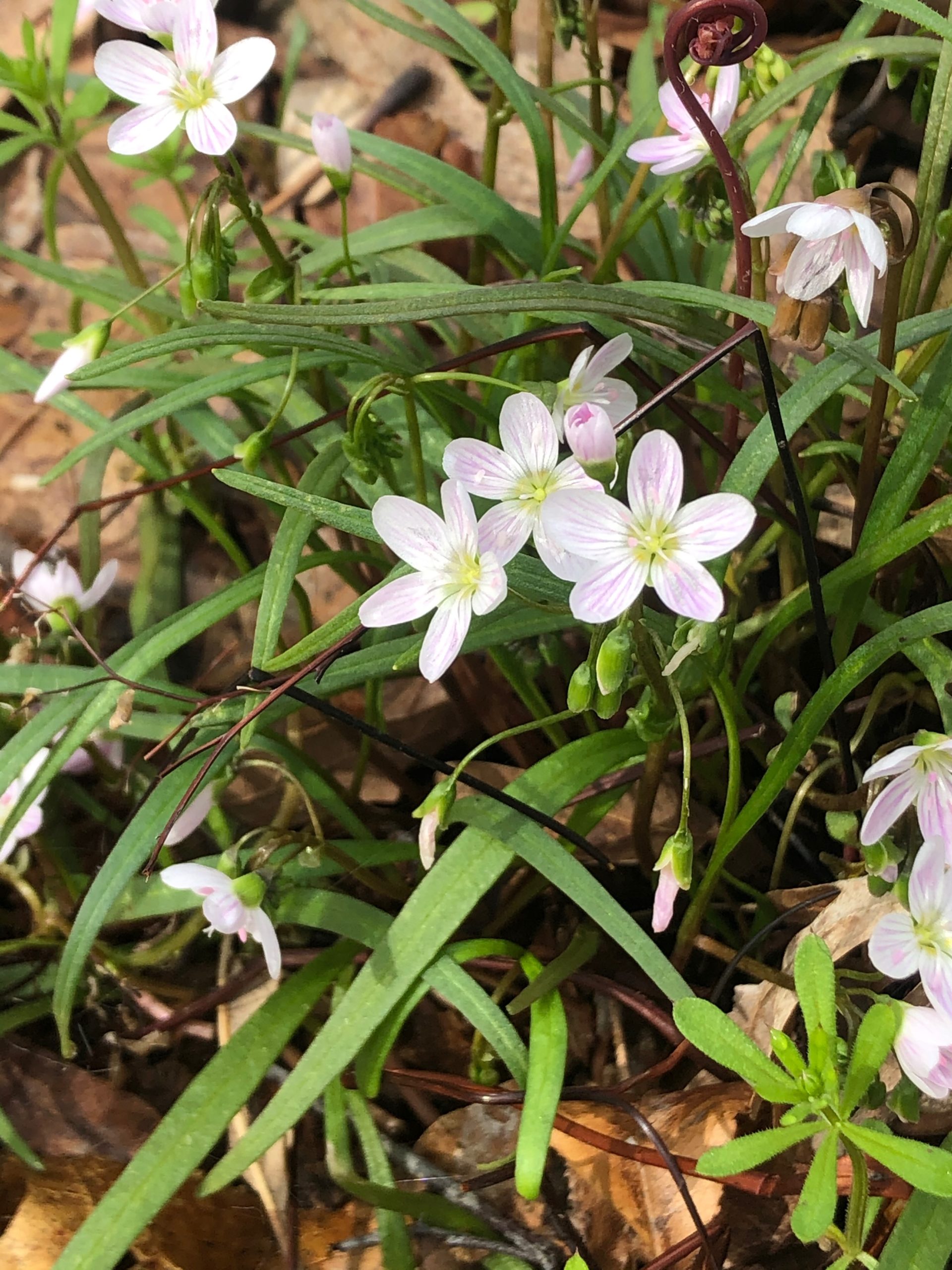 Spring Beauty blooming