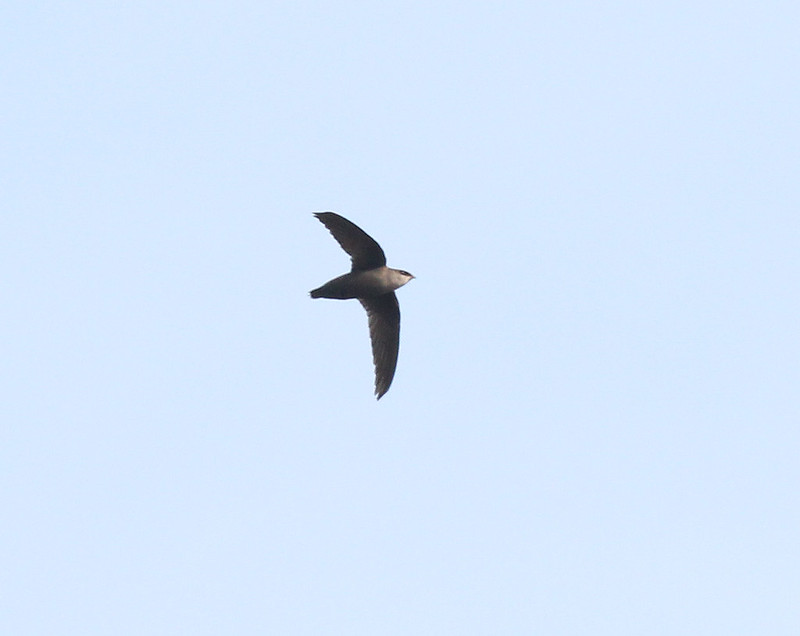 chimney swift chimney sweep chimney swift chimney sweep